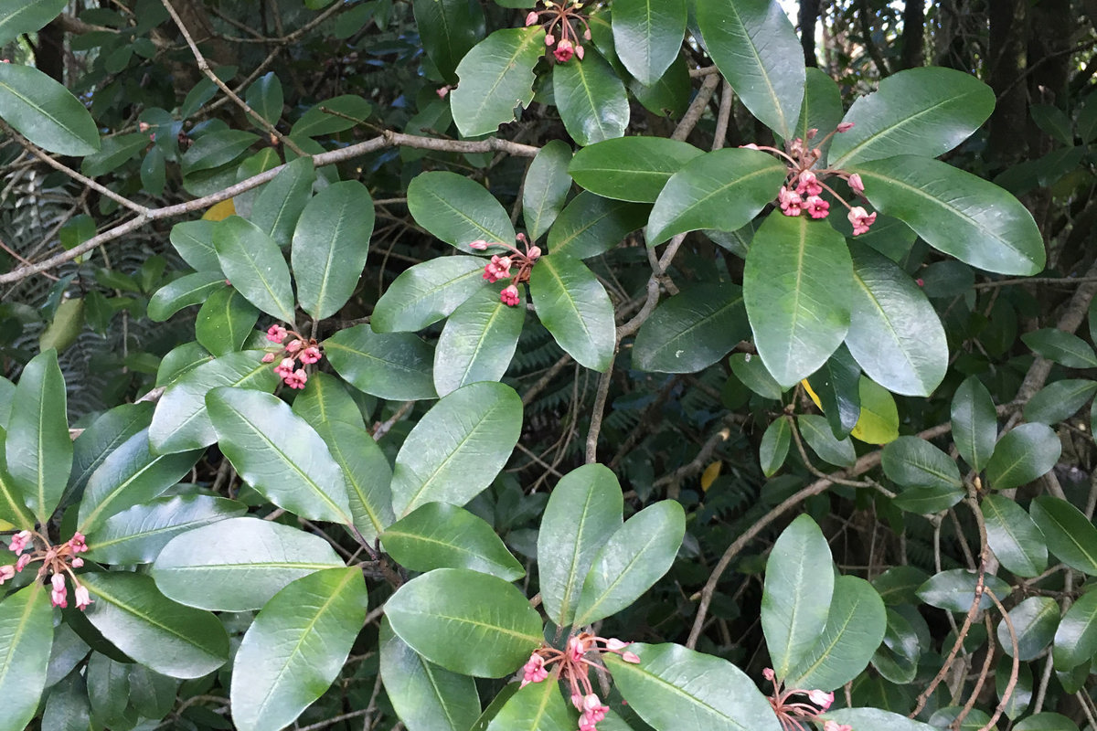 Pittosporum umbellatum (4).jpg